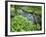 Wild Garlic, on the Way to Janet's Foss, Malham, Yorkshire Dales National Park, Yorkshire, England-Bill Ward-Framed Photographic Print