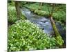 Wild Garlic, on the Way to Janet's Foss, Malham, Yorkshire Dales National Park, Yorkshire, England-Bill Ward-Mounted Photographic Print