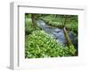 Wild Garlic, on the Way to Janet's Foss, Malham, Yorkshire Dales National Park, Yorkshire, England-Bill Ward-Framed Photographic Print