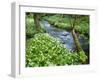 Wild Garlic, on the Way to Janet's Foss, Malham, Yorkshire Dales National Park, Yorkshire, England-Bill Ward-Framed Photographic Print