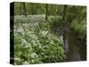 Wild Garlic, or Ramson, Allium Ursinum, Lancashire, England, United Kingdom-Steve & Ann Toon-Stretched Canvas