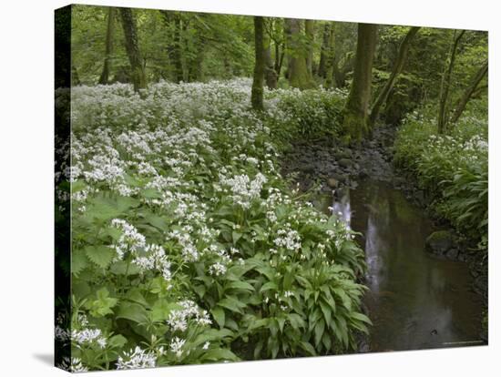 Wild Garlic, or Ramson, Allium Ursinum, Lancashire, England, United Kingdom-Steve & Ann Toon-Stretched Canvas