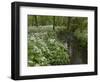 Wild Garlic, or Ramson, Allium Ursinum, Lancashire, England, United Kingdom-Steve & Ann Toon-Framed Photographic Print