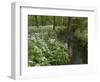 Wild Garlic, or Ramson, Allium Ursinum, Lancashire, England, United Kingdom-Steve & Ann Toon-Framed Photographic Print