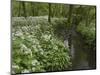 Wild Garlic, or Ramson, Allium Ursinum, Lancashire, England, United Kingdom-Steve & Ann Toon-Mounted Photographic Print