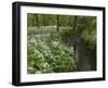 Wild Garlic, or Ramson, Allium Ursinum, Lancashire, England, United Kingdom-Steve & Ann Toon-Framed Photographic Print