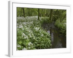 Wild Garlic, or Ramson, Allium Ursinum, Lancashire, England, United Kingdom-Steve & Ann Toon-Framed Photographic Print