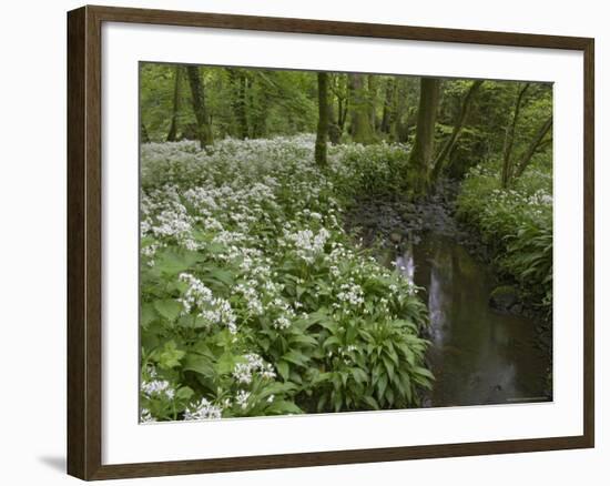 Wild Garlic, or Ramson, Allium Ursinum, Lancashire, England, United Kingdom-Steve & Ann Toon-Framed Photographic Print