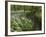 Wild Garlic, or Ramson, Allium Ursinum, Lancashire, England, United Kingdom-Steve & Ann Toon-Framed Photographic Print