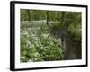 Wild Garlic, or Ramson, Allium Ursinum, Lancashire, England, United Kingdom-Steve & Ann Toon-Framed Photographic Print