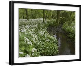 Wild Garlic, or Ramson, Allium Ursinum, Lancashire, England, United Kingdom-Steve & Ann Toon-Framed Photographic Print