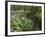 Wild Garlic, or Ramson, Allium Ursinum, Lancashire, England, United Kingdom-Steve & Ann Toon-Framed Photographic Print