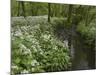 Wild Garlic, or Ramson, Allium Ursinum, Lancashire, England, United Kingdom-Steve & Ann Toon-Mounted Photographic Print