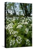 Wild Garlic - Ramsons (Allium Ursinum) Flowering In, Woodland, Cornwall, England, UK, May-Ross Hoddinott-Stretched Canvas