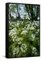 Wild Garlic - Ramsons (Allium Ursinum) Flowering In, Woodland, Cornwall, England, UK, May-Ross Hoddinott-Framed Stretched Canvas