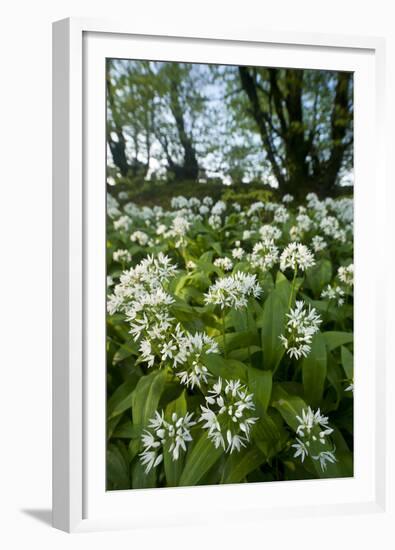 Wild Garlic - Ramsons (Allium Ursinum) Flowering In, Woodland, Cornwall, England, UK, May-Ross Hoddinott-Framed Premium Photographic Print