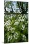 Wild Garlic - Ramsons (Allium Ursinum) Flowering In, Woodland, Cornwall, England, UK, May-Ross Hoddinott-Mounted Premium Photographic Print
