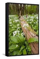 Wild Garlic - Ramsons (Allium Ursinum) Flowering in Woodland, Cornwall, England, UK, May-Ross Hoddinott-Framed Stretched Canvas