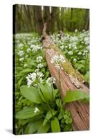 Wild Garlic - Ramsons (Allium Ursinum) Flowering in Woodland, Cornwall, England, UK, May-Ross Hoddinott-Stretched Canvas