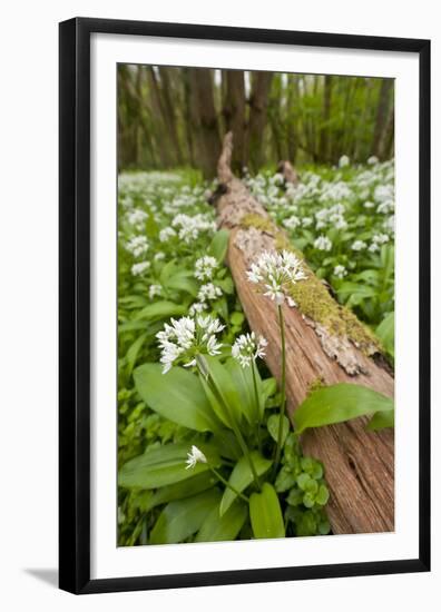 Wild Garlic - Ramsons (Allium Ursinum) Flowering in Woodland, Cornwall, England, UK, May-Ross Hoddinott-Framed Premium Photographic Print