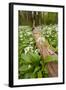 Wild Garlic - Ramsons (Allium Ursinum) Flowering in Woodland, Cornwall, England, UK, May-Ross Hoddinott-Framed Premium Photographic Print