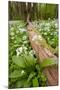 Wild Garlic - Ramsons (Allium Ursinum) Flowering in Woodland, Cornwall, England, UK, May-Ross Hoddinott-Mounted Premium Photographic Print