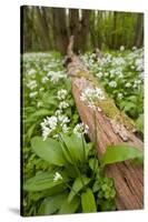 Wild Garlic - Ramsons (Allium Ursinum) Flowering in Woodland, Cornwall, England, UK, May-Ross Hoddinott-Stretched Canvas