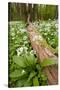 Wild Garlic - Ramsons (Allium Ursinum) Flowering in Woodland, Cornwall, England, UK, May-Ross Hoddinott-Stretched Canvas
