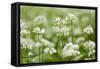 Wild Garlic - Ramsons (Allium Ursinum) Flowering in Woodland, Cornwall, England, UK, May-Ross Hoddinott-Framed Stretched Canvas