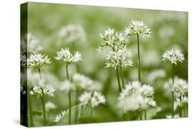 Wild Garlic - Ramsons (Allium Ursinum) Flowering in Woodland, Cornwall, England, UK, May-Ross Hoddinott-Stretched Canvas