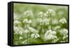 Wild Garlic - Ramsons (Allium Ursinum) Flowering in Woodland, Cornwall, England, UK, May-Ross Hoddinott-Framed Stretched Canvas