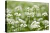 Wild Garlic - Ramsons (Allium Ursinum) Flowering in Woodland, Cornwall, England, UK, May-Ross Hoddinott-Stretched Canvas