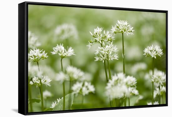 Wild Garlic - Ramsons (Allium Ursinum) Flowering in Woodland, Cornwall, England, UK, May-Ross Hoddinott-Framed Stretched Canvas