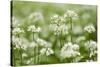 Wild Garlic - Ramsons (Allium Ursinum) Flowering in Woodland, Cornwall, England, UK, May-Ross Hoddinott-Stretched Canvas