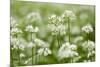 Wild Garlic - Ramsons (Allium Ursinum) Flowering in Woodland, Cornwall, England, UK, May-Ross Hoddinott-Mounted Photographic Print