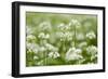 Wild Garlic - Ramsons (Allium Ursinum) Flowering in Woodland, Cornwall, England, UK, May-Ross Hoddinott-Framed Photographic Print