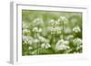 Wild Garlic - Ramsons (Allium Ursinum) Flowering in Woodland, Cornwall, England, UK, May-Ross Hoddinott-Framed Photographic Print