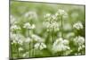 Wild Garlic - Ramsons (Allium Ursinum) Flowering in Woodland, Cornwall, England, UK, May-Ross Hoddinott-Mounted Photographic Print