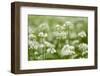 Wild Garlic - Ramsons (Allium Ursinum) Flowering in Woodland, Cornwall, England, UK, May-Ross Hoddinott-Framed Photographic Print