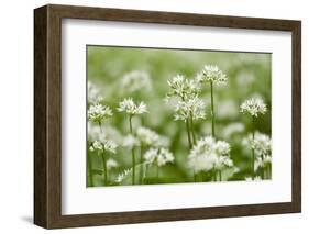 Wild Garlic - Ramsons (Allium Ursinum) Flowering in Woodland, Cornwall, England, UK, May-Ross Hoddinott-Framed Photographic Print