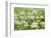 Wild Garlic - Ramsons (Allium Ursinum) Flowering in Woodland, Cornwall, England, UK, May-Ross Hoddinott-Framed Photographic Print