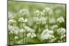 Wild Garlic - Ramsons (Allium Ursinum) Flowering in Woodland, Cornwall, England, UK, May-Ross Hoddinott-Mounted Photographic Print