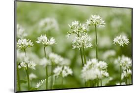 Wild Garlic - Ramsons (Allium Ursinum) Flowering in Woodland, Cornwall, England, UK, May-Ross Hoddinott-Mounted Photographic Print