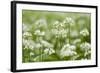 Wild Garlic - Ramsons (Allium Ursinum) Flowering in Woodland, Cornwall, England, UK, May-Ross Hoddinott-Framed Photographic Print