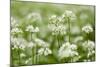 Wild Garlic - Ramsons (Allium Ursinum) Flowering in Woodland, Cornwall, England, UK, May-Ross Hoddinott-Mounted Photographic Print