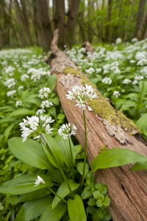 https://imgc.allpostersimages.com/img/posters/wild-garlic-ramsons-allium-ursinum-flowering-in-woodland-cornwall-england-uk-may_u-L-Q10O4H30.jpg?artPerspective=n