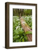 Wild Garlic - Ramsons (Allium Ursinum) Flowering in Woodland, Cornwall, England, UK, May-Ross Hoddinott-Framed Photographic Print