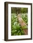 Wild Garlic - Ramsons (Allium Ursinum) Flowering in Woodland, Cornwall, England, UK, May-Ross Hoddinott-Framed Photographic Print