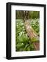 Wild Garlic - Ramsons (Allium Ursinum) Flowering in Woodland, Cornwall, England, UK, May-Ross Hoddinott-Framed Photographic Print