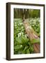 Wild Garlic - Ramsons (Allium Ursinum) Flowering in Woodland, Cornwall, England, UK, May-Ross Hoddinott-Framed Photographic Print